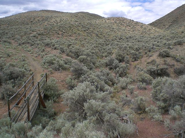 A trail through a grassland covered in sagebrush plants.