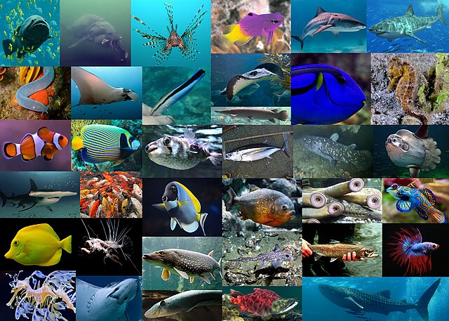 35 different fish species ranging from sharks to salmon to stingrays to eels.