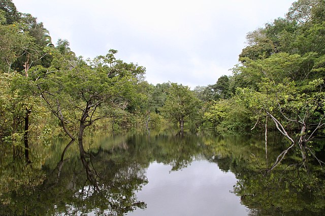 A river with many trees in and around it.