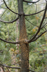 A tree with orange lumps all over the trunk