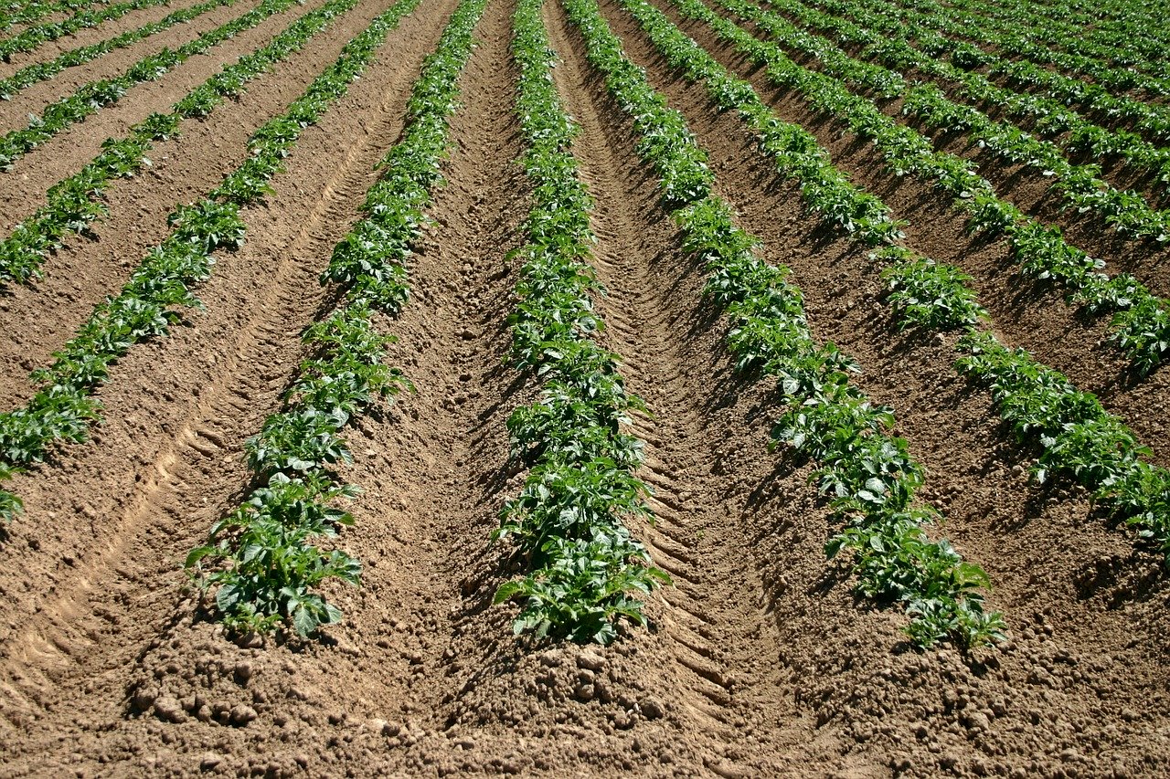 A tilled field with plants growing in rows in it.