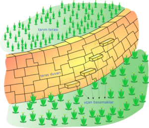 A slope with a stone wall in it. Four stone slabs protrude from the wall. Above and below the wall are two different crops.